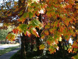 Multicolored Leaves
