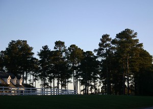 Carolina Pines